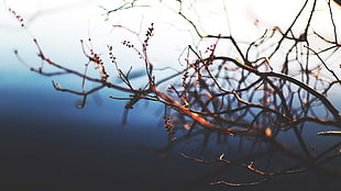close-up photography of tree branch