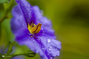 Shallow Focus photography of purple flower