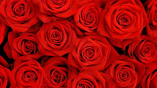 red roses photography HD wallpaper