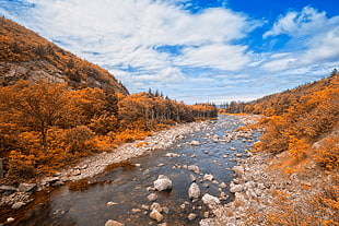 landscape photography of brown leaf trees and river during daytime HD wallpaper