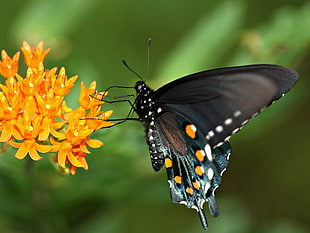 Spicebush Swallowtail on orange petaled flowers, butterfly weed