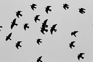 flock of birds, animals, sky, backlighting, flying