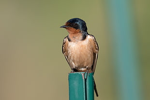 photo of gray and black small bird, swallow