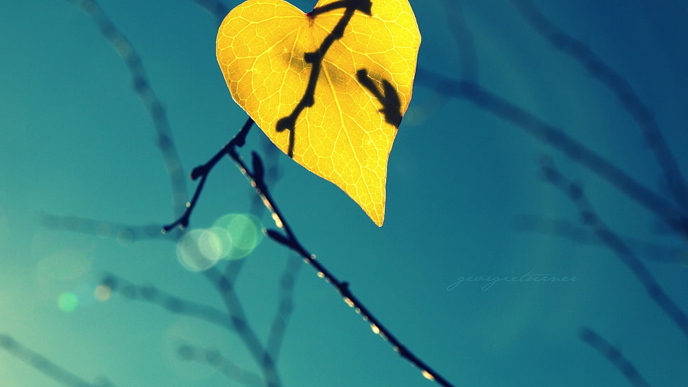 macro, leaves HD wallpaper