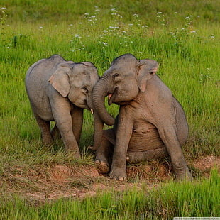 two gray elephants, elephant