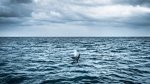 Killer Whale on calm sea, iceland HD wallpaper