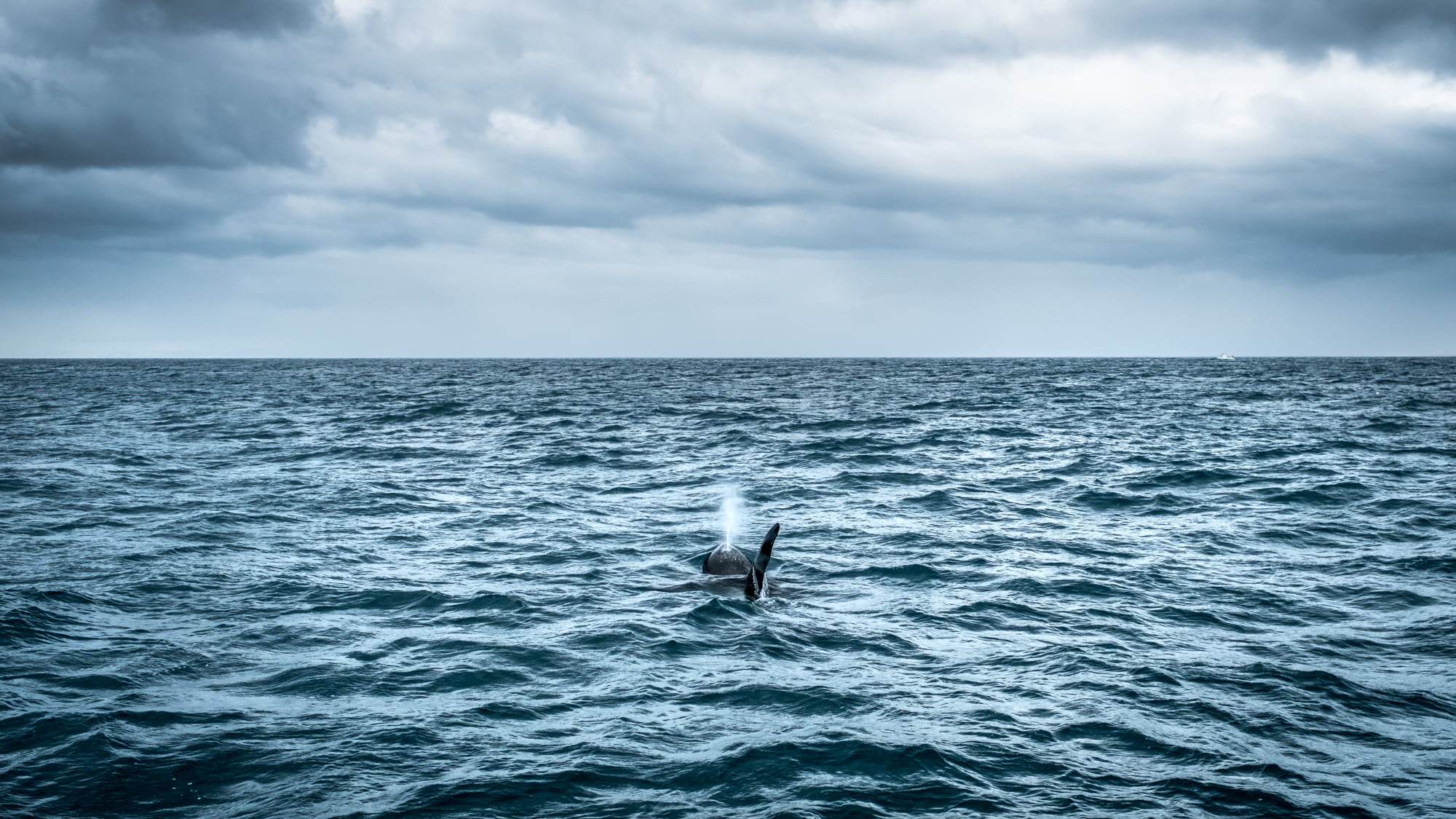 Killer Whale on calm sea, iceland
