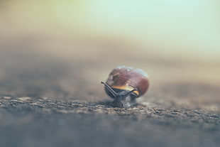 close up photo of snail in the ground