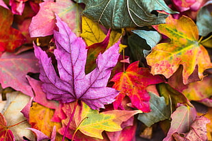close photo of assorted color maple leaves