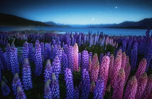 landscape photography of lavender fields HD wallpaper