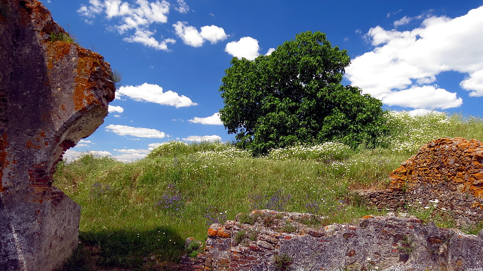 green tree on green field HD wallpaper