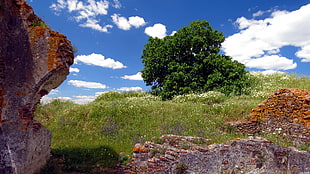 green tree on green field