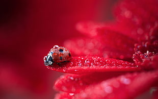 closeup photo of ladybug on red flower