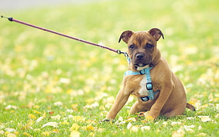 tan and white American pit bull terrier puppy siting on green grass
