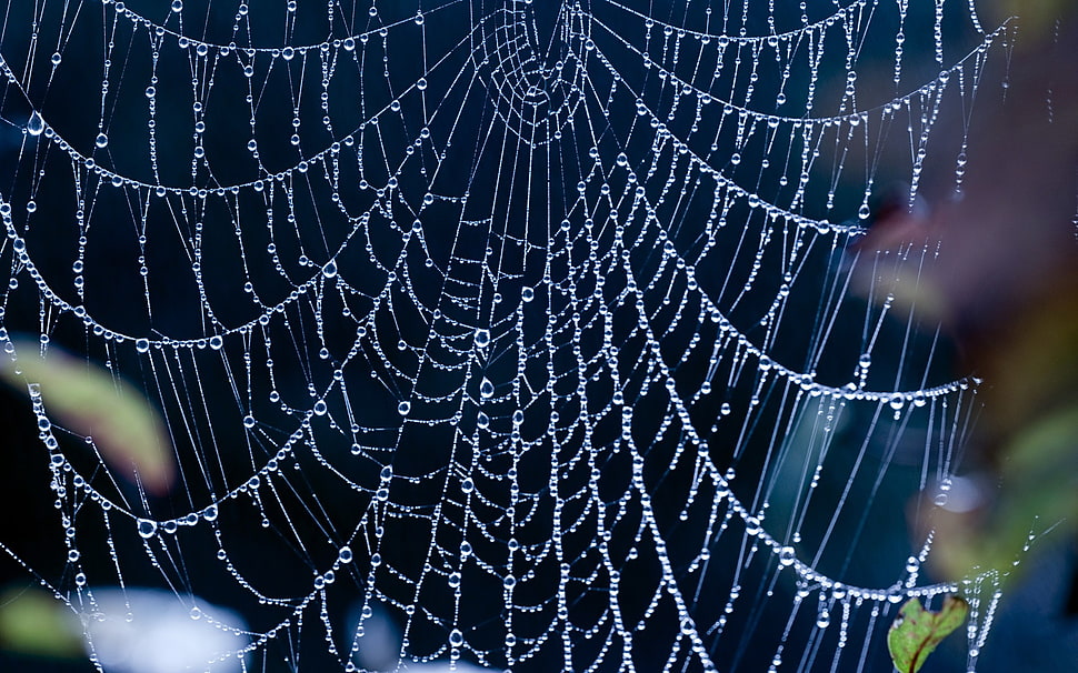 macro photography of spider web HD wallpaper