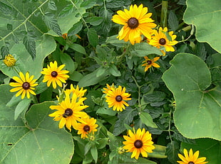 Sunflowers during daytime HD wallpaper