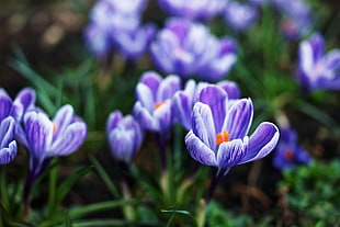 shallow focus photography of purple flowers