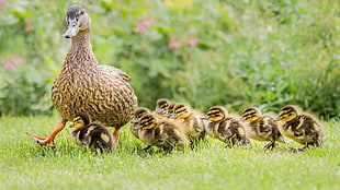brown duck and ducklings, duck, green, baby animals, animals HD wallpaper