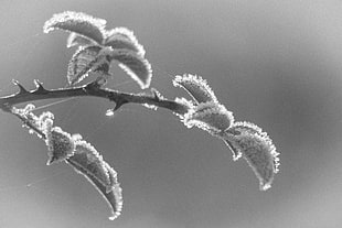 grayscale close up photo of cobweb covered plants