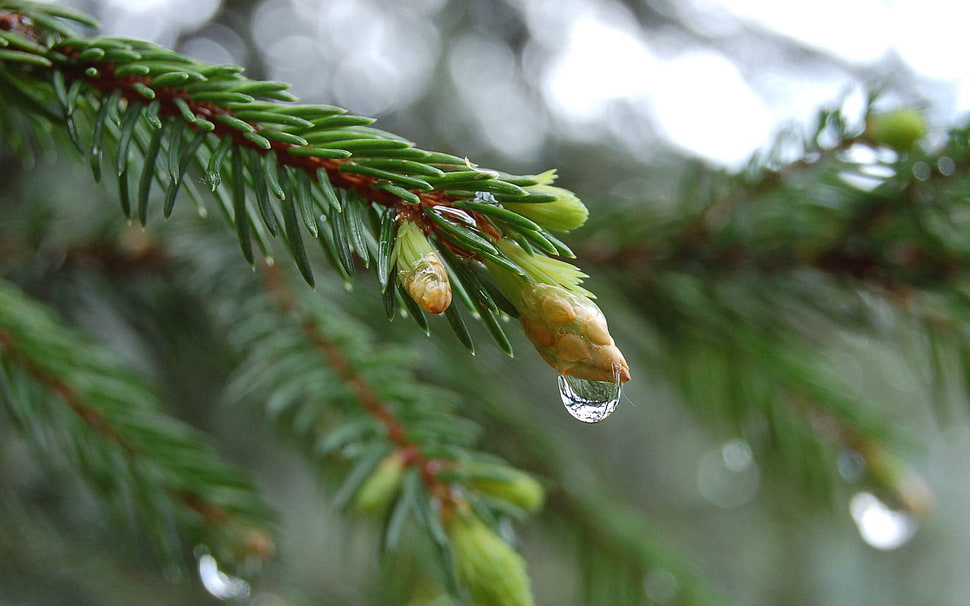 conifer pine bud with water droplet HD wallpaper