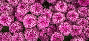 bed of pink petaled flowers