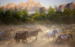 brown and white horses, nature