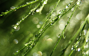 macro photography of water dew on green grass
