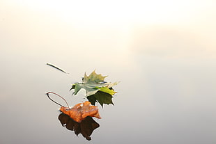 photo of two green and orange leaf floating on water