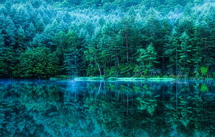 green leafed trees, nature, forest, water