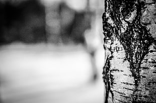 gray scale photo of tree ruck close up photography