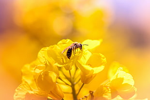 close up photography of Honeybee perched on yellow flower
