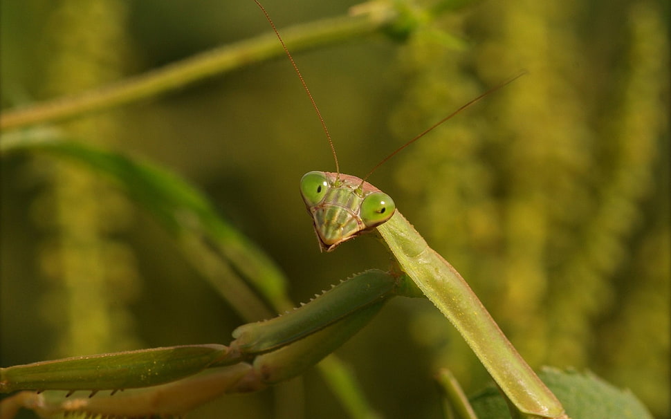 selective focus photography of green praying mantis HD wallpaper