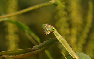 selective focus photography of green praying mantis