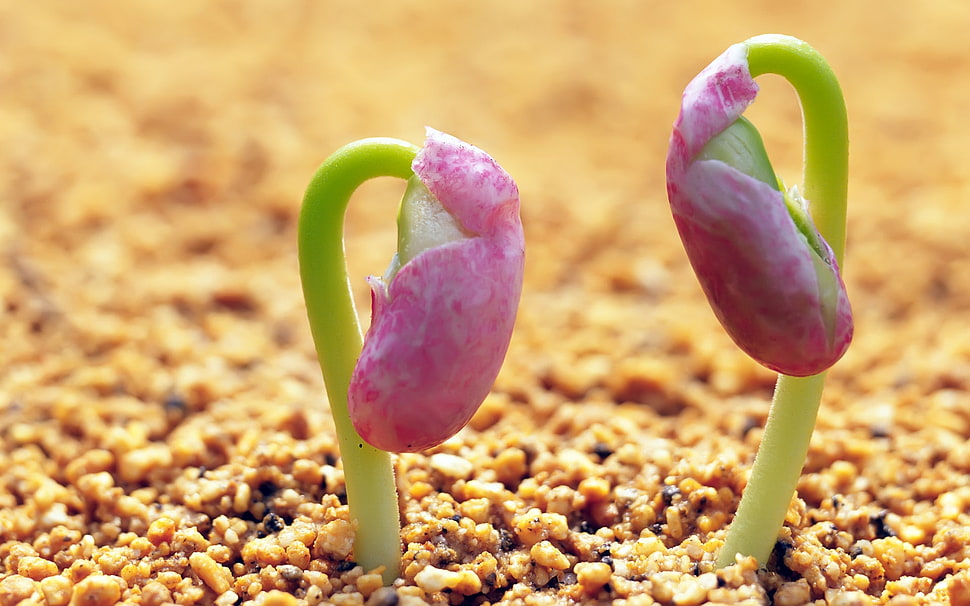 two Flowers Photo HD wallpaper