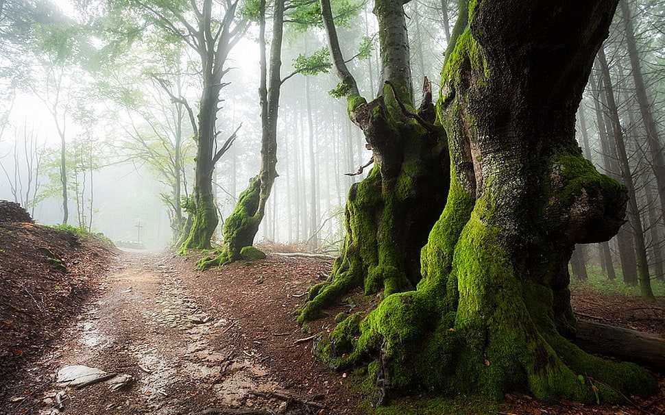 green and brown trees, nature, landscape, mist, path HD wallpaper