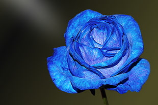 blue rose, Синяя роза, Роза, Бутон HD wallpaper