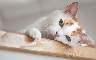 orange Tabby cat lying on brown wooden surface