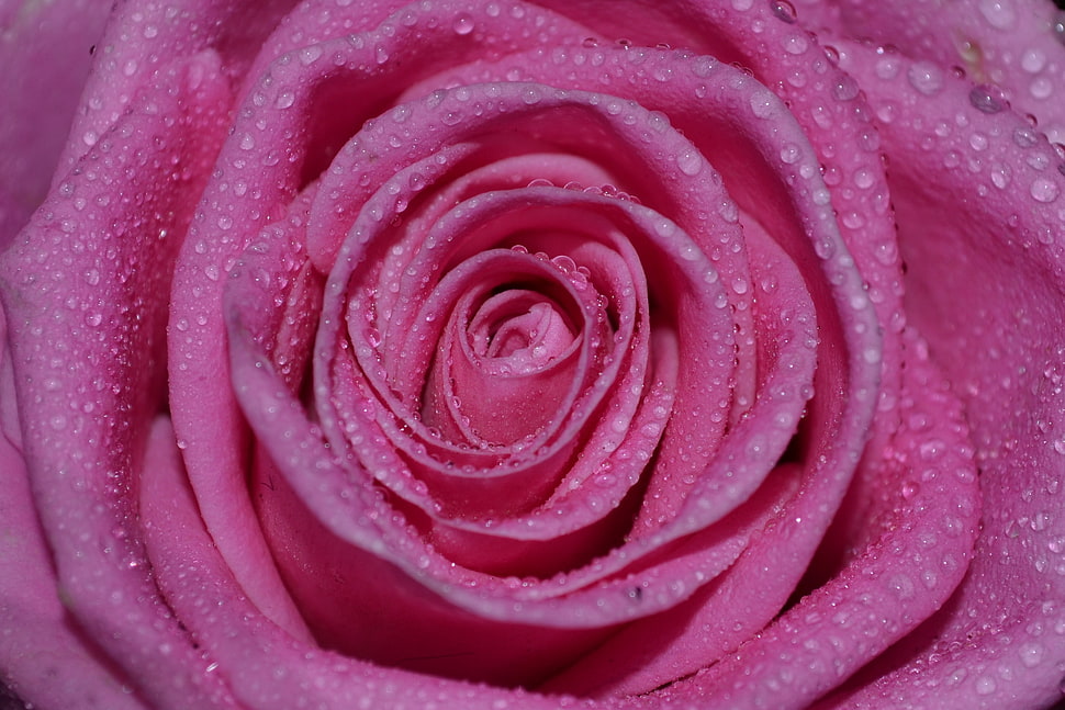 pink Rose HD wallpaper