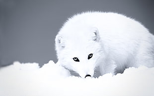 white fox, fox, Arctic, white, snow