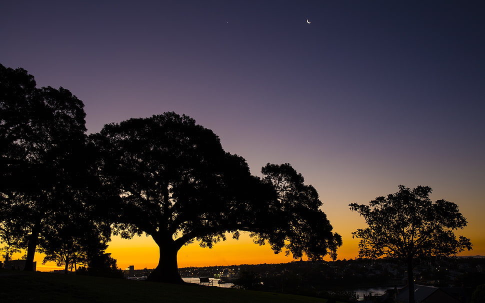 tall trees, landscape HD wallpaper