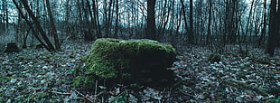 green grass, forest, dead trees, moss, water HD wallpaper