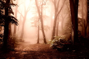 sepia photography of forest