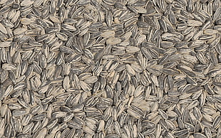 Sunflower seed lot HD wallpaper