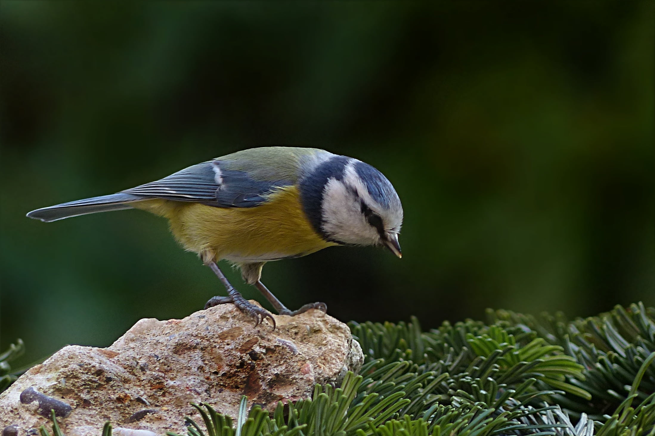 brown and blue bird standing on brown stone