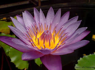 closeup photo of purple Waterlily flower, lotus