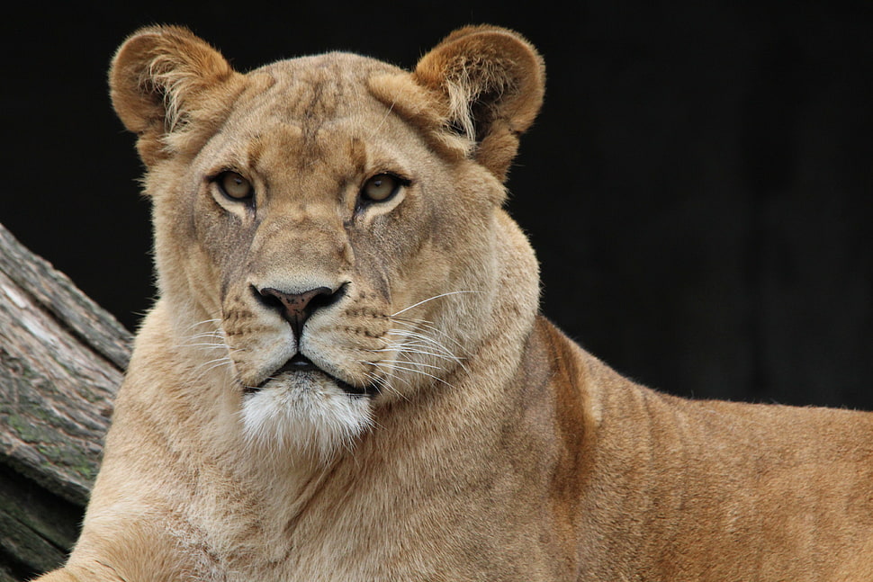 close-up photo of brown Lion HD wallpaper