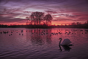 white swan on body of water near land under gray and red sky