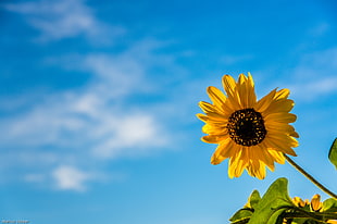 yellow sunflower under blue sky low angle photo HD wallpaper
