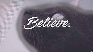 short-haired black cat with believe text overlay, cat, animals, dark, writing