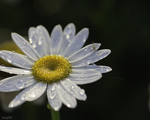 Daisy flower close photography, bellis